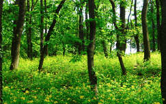 Virágzó erdő - Kám