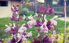 Orvosi zsálya - Salvia officinalis