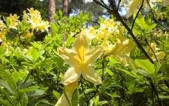 tavasz címlapfotó rododendron