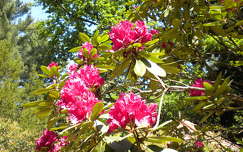 tavasz rododendron