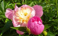bimbó vízcsepp pünkösdi rózsa tavaszi virág