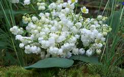 Muguet