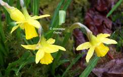 Narcisses