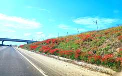 Pipacs szőnyeg az M4 mentén