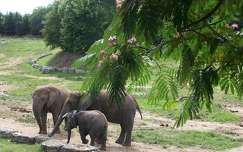 Zoo de Beauval - France - Eléphants