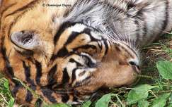 Zoo de Beauval - France - Tigre du Bengale