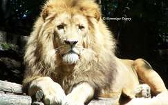 Zoo de Beauval - France - Lion