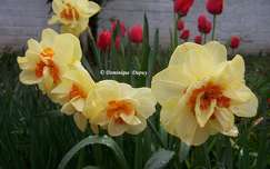 Tulipes et Jonquilles