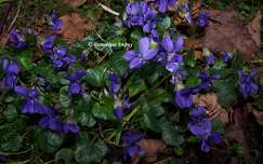 Violettes
