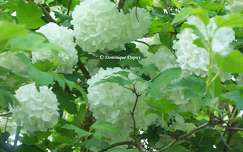 Viorne Boule de Neige