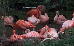 Groupe de Flamants roses 