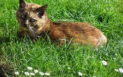 La Chatte Mimine