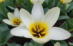 címlapfotó tulipán tavaszi virág