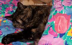 Chatte - Caramel