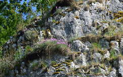 vadvirág kövek és sziklák