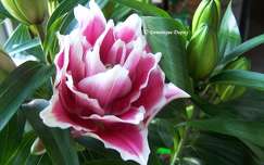 Lys (Lilium)