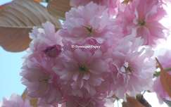 Prunus Serrulata Kanzan