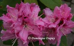 Rhododendron
