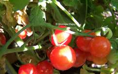 Tomates