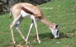 Zoo de Beauval - France - Antilope