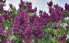 Le Lilas violet