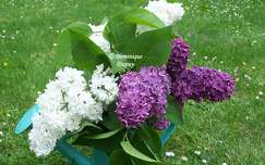 Lilas violet et blanc