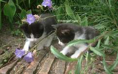 Chatons