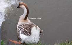 Canard