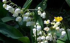 Muguet