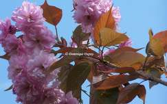 Prunus Serrulata Kanzan