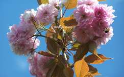 Prunus Serrulata Kanzan
