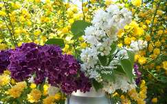 Lilas et Corête du Japon Pleniflora
