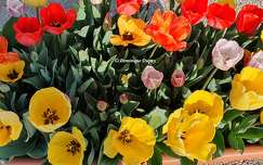 Tulipes