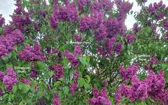 Le Lilas violet