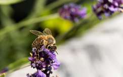 méh címlapfotó rovar