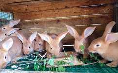 Nyúl kölykök