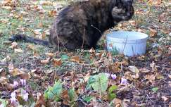 Chatte - Caramel