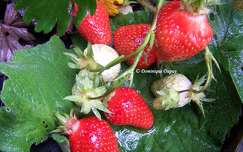 Fraises du jardin