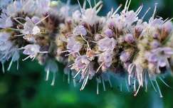 Menta