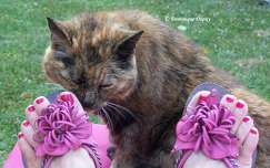La Chatte - Mimine