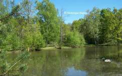 Etang en Sologne - France