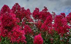 Lilas des indes