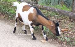 Chèvre