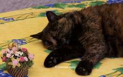 Chatte - Caramel