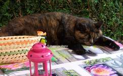 Chatte - Caramel