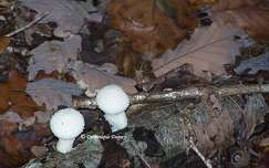 Champignons - Vesse-de-loup marginée