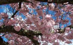Le Cerisier en fleurs