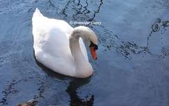 Cygne sur le Loiret -France