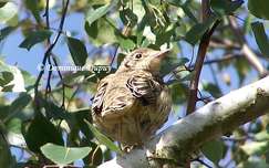Moineau