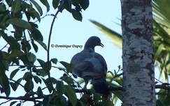 Pigeon